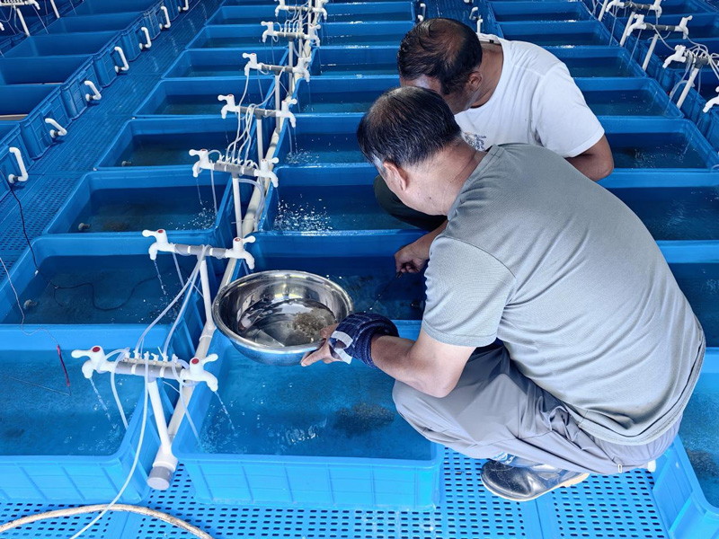 養殖基地工作人員在育苗室觀察魚苗狀態。龍泉市煙草專賣局供圖