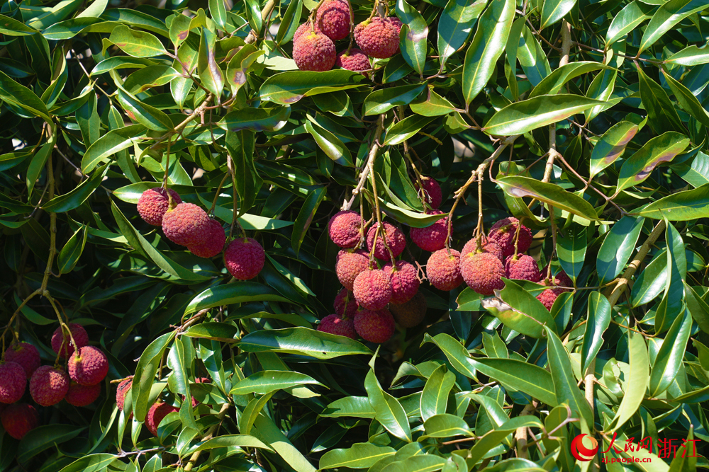 荔枝垂掛枝頭。人民網 章勇濤攝