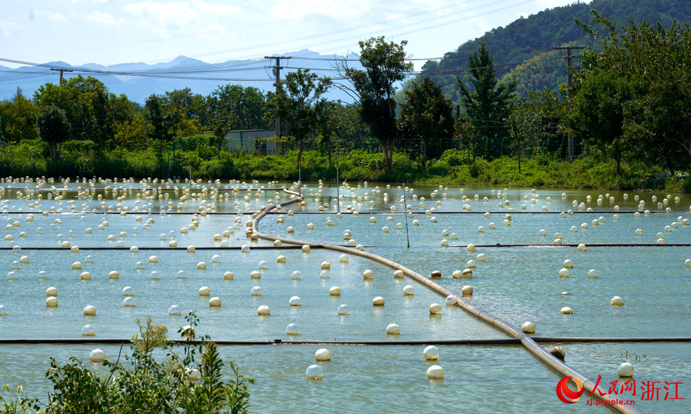 在浙江諸暨山下湖小鎮，曾經污染嚴重的河蚌養殖產業如今實現了綠色轉型。人民網記者 郭揚攝