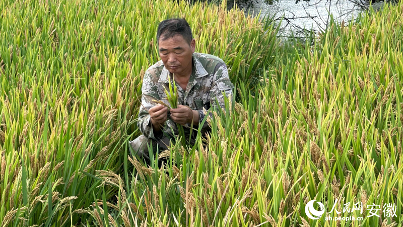 程太平正在稻田里研究水稻品種。人民網記者 王紹紹攝