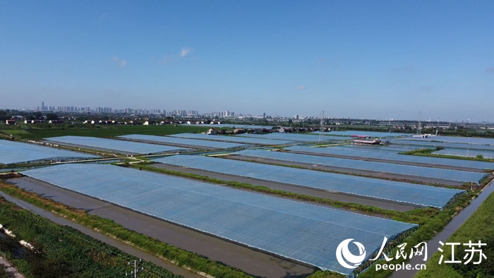 高郵現代農業高質量發展示范園里的薄膜蝦棚。人民網 杜沁萌攝
