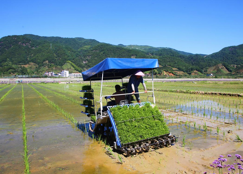 雜交水稻制種機械化插秧場景。遂昌縣委宣傳部供圖