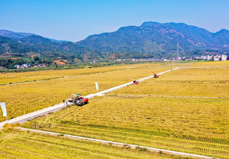 雜交水稻制種機械化收割場景。遂昌縣委宣傳部供圖