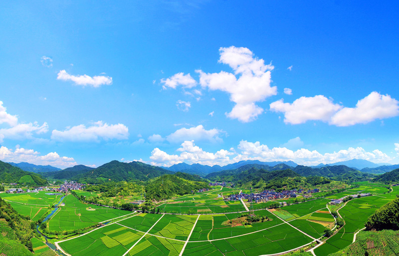 雜交水稻制種基地。遂昌縣委宣傳部供圖