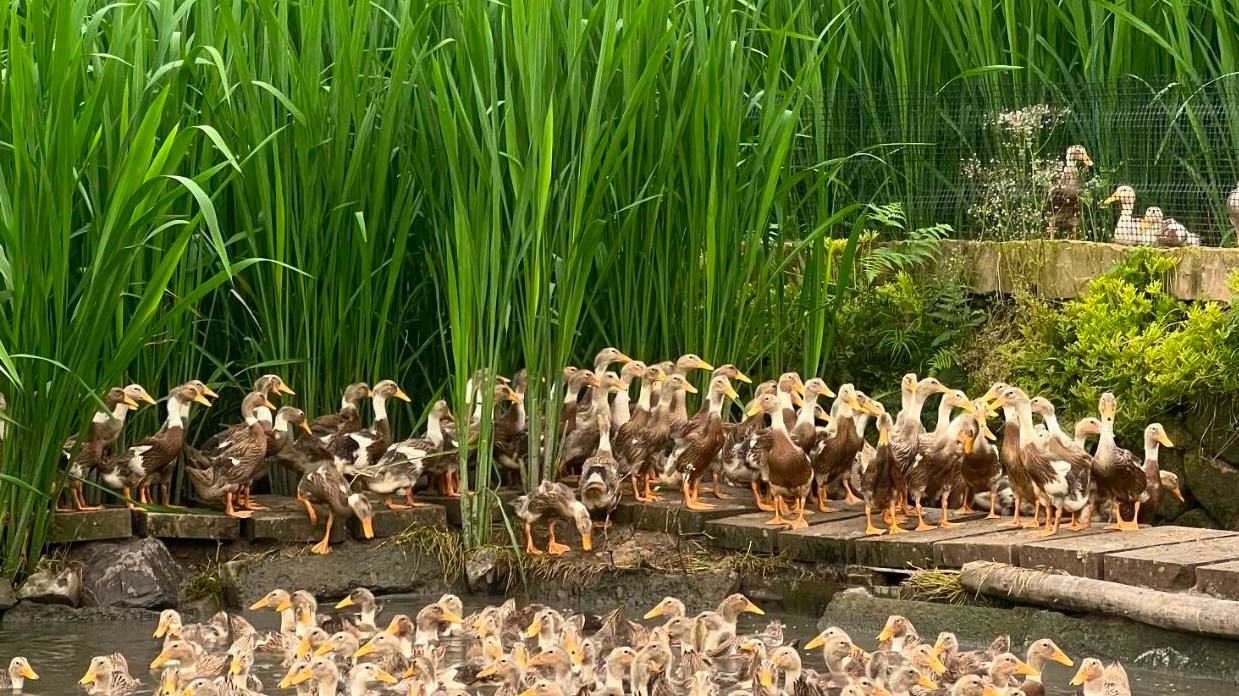 縉云茭鴨共生書寫“兩山”答卷