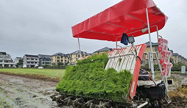 嘉興穩糧增效持續推廣水稻機插模式