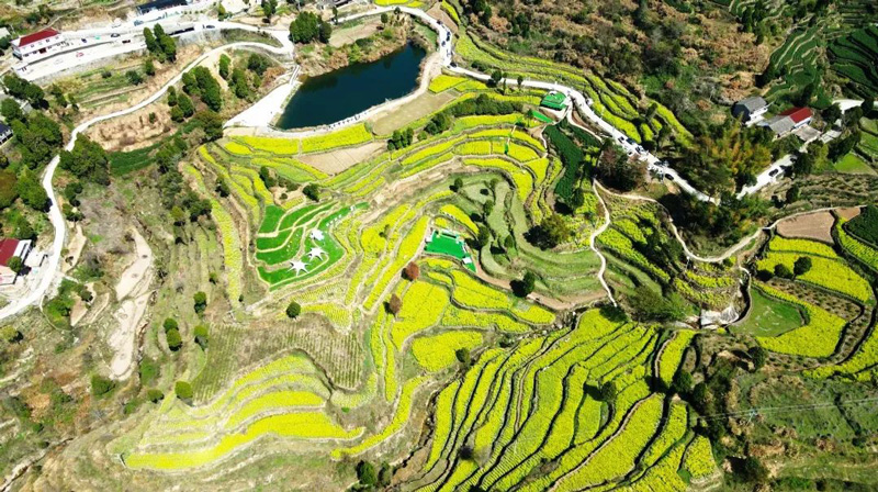 河頭鎮的大片茶園。臨海市委宣傳部供圖