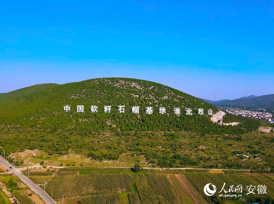 位于淮北烈山區的中國軟籽石榴基地。 人民網記者 王曉飛攝