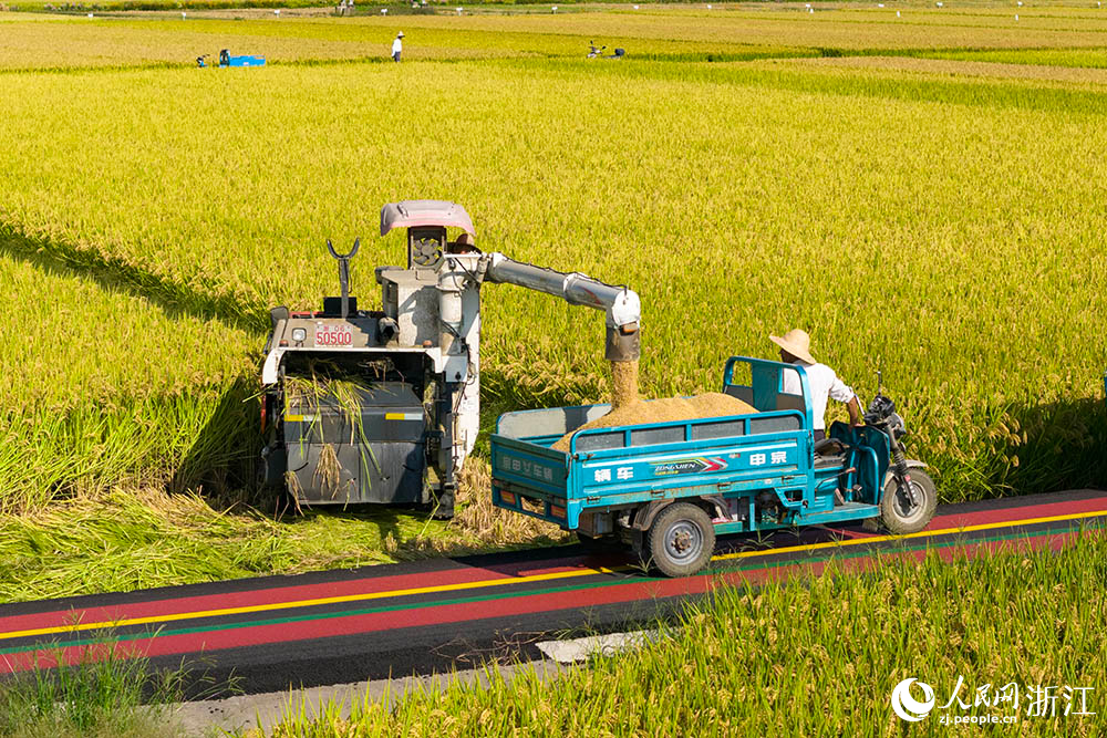 在浙江省嵊州市甘霖鎮的一處高標準農田水稻種植區，農機收割水稻。人民網 章勇濤攝