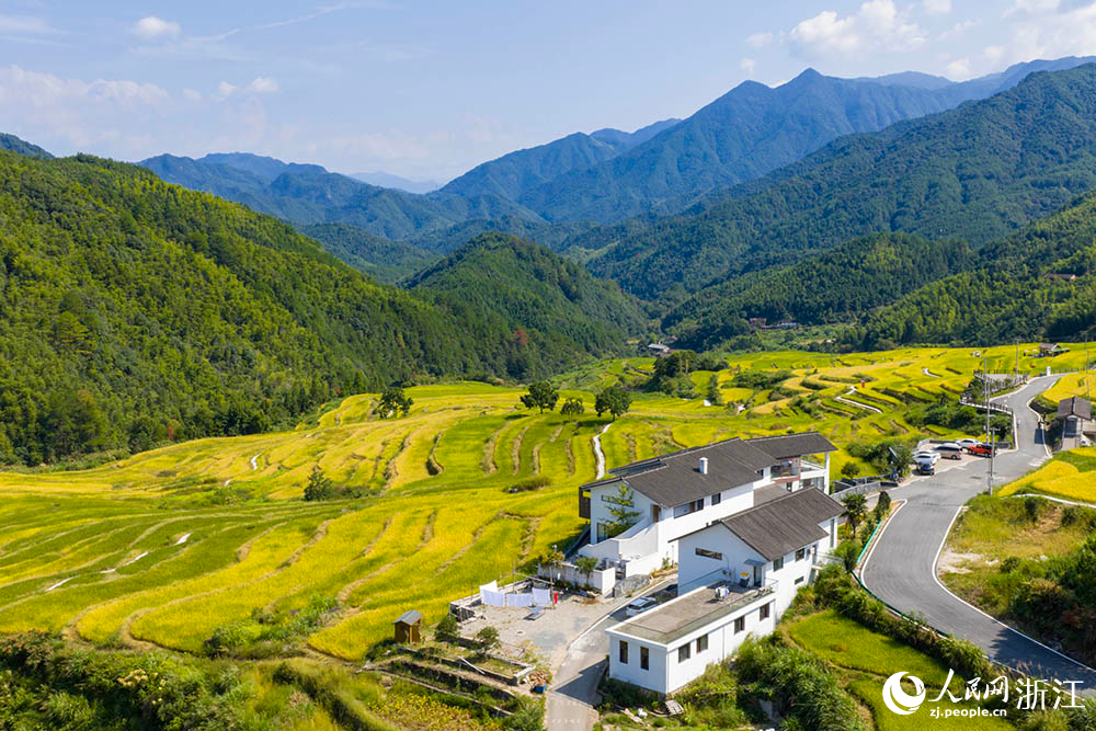 浙江省龍泉市?石街道李山頭村的千畝稻田一片金黃，構成一幅生機勃勃的“豐”景畫卷。人民網 章勇濤攝