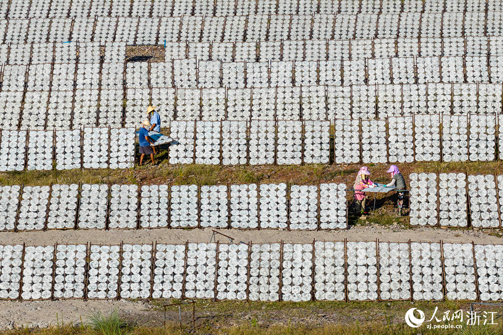 一排排榨面在陽光下舒展，與鄉村景致相映，構成一道充滿生活氣息的獨特風景線。人民網 章勇濤攝