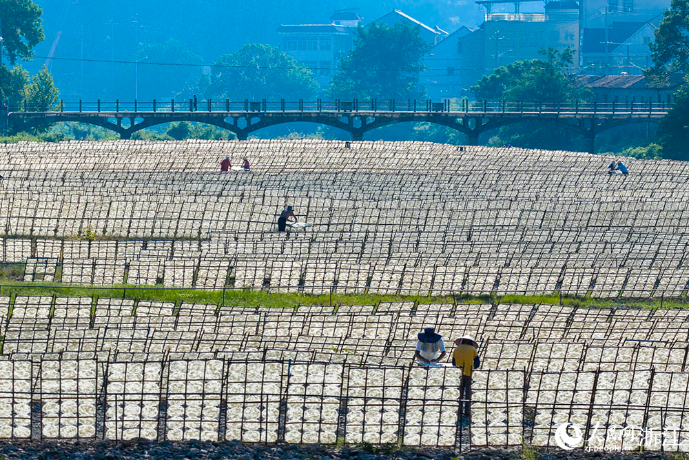 一排排榨面在陽光下舒展，與鄉村景致相映，構成一道充滿生活氣息的獨特風景線。人民網 章勇濤攝