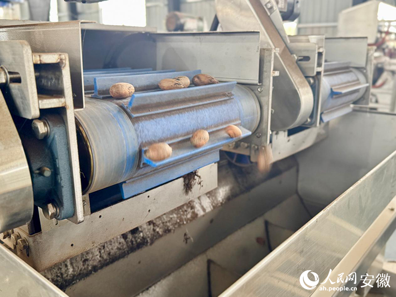 車間正在進行碧根火分揀工作。人民網記者 呂歡歡攝