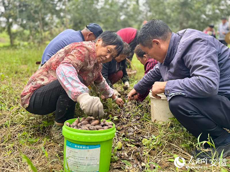 工人們把果子收攏裝籃。 人民網記者 呂歡歡攝