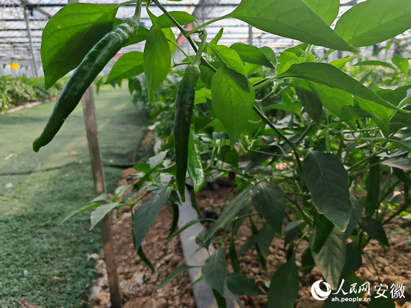 掛在枝頭的杭椒，可采摘10茬。人民網 丁紀攝