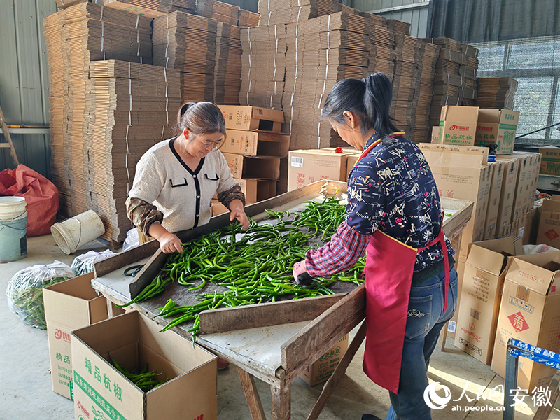 工人正在分揀不同品質的杭椒。人民網 丁紀攝