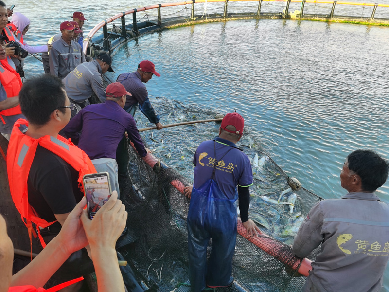 “漁業振興先鋒分隊”助力大黃魚喜獲豐產。