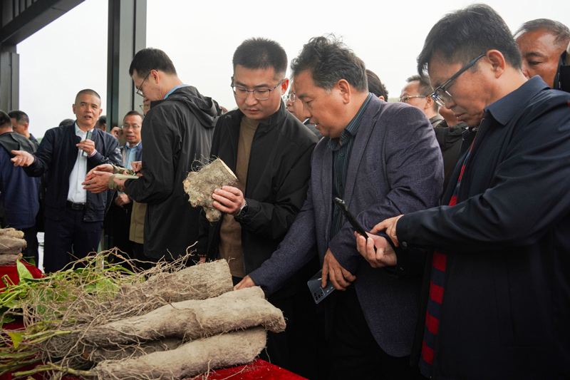 專家實地在糯米山藥核心產區進行觀摩。夏林艷攝