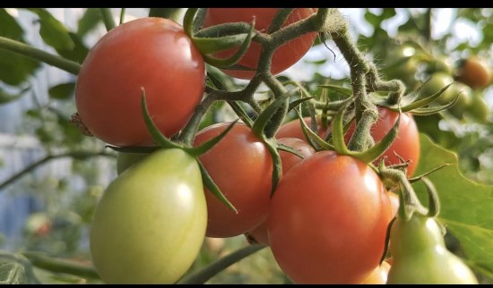 成熟的圣女果。徐慶攝