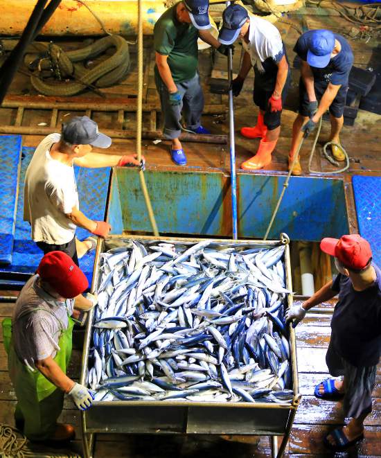 漁民忙著將大量海鮮卸載分揀、保鮮運送。段俊利攝